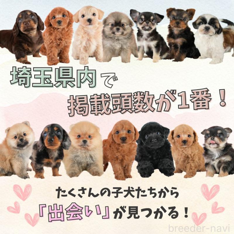 販売中の埼玉県のミニチュアダックスフンド(ロングヘアード)-406478の14枚目