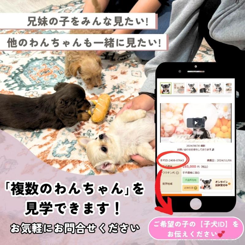 販売中の埼玉県のミニチュアダックスフンド(ロングヘアード)-406478の13枚目