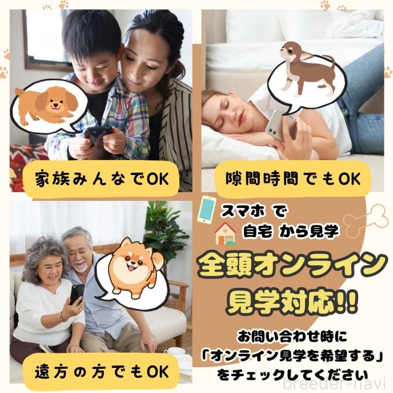 販売中の埼玉県のミニチュアダックスフンド(ロングヘアード)-406478の12枚目