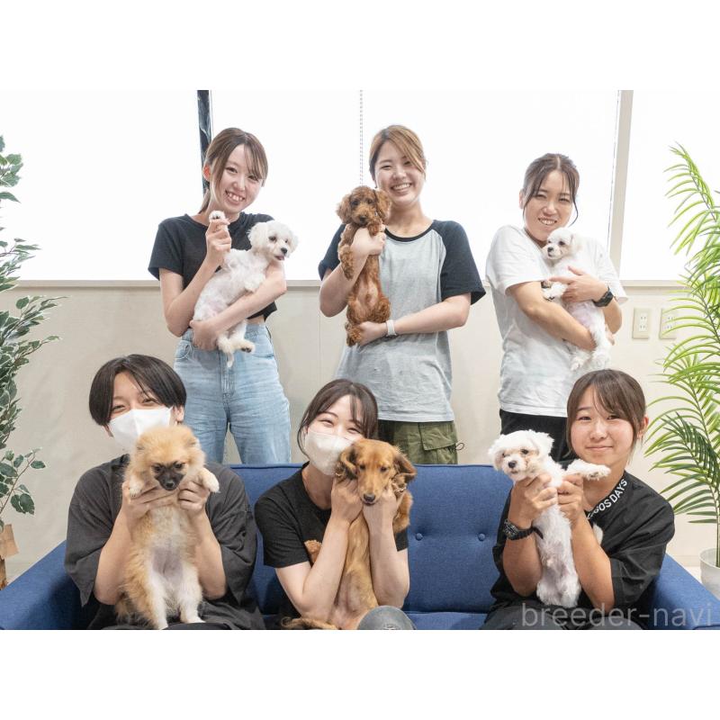 販売中の埼玉県のミニチュアダックスフンド(ロングヘアード)-406478の10枚目
