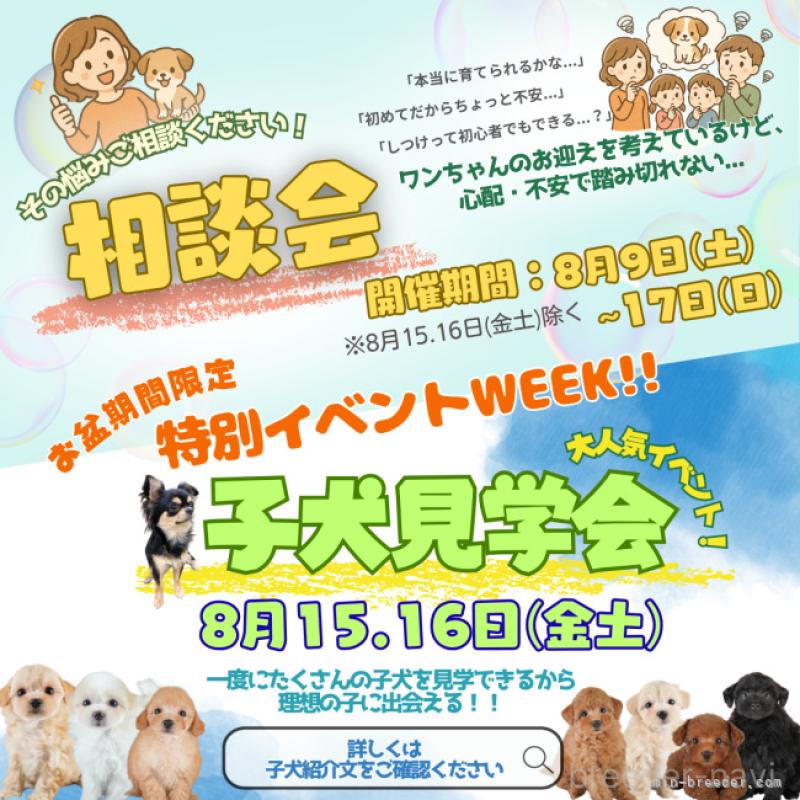 販売中の埼玉県のミニチュアダックスフンド(ロングヘアード)-406478の9枚目