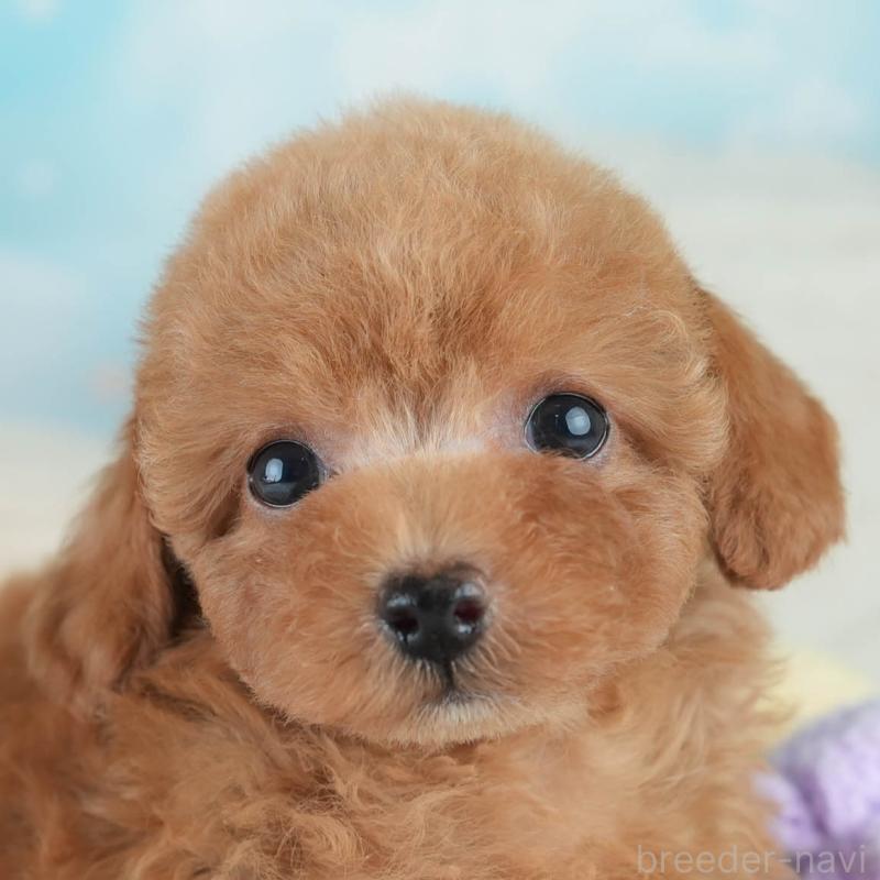 成約済の埼玉県のタイニープードル-406174の1枚目