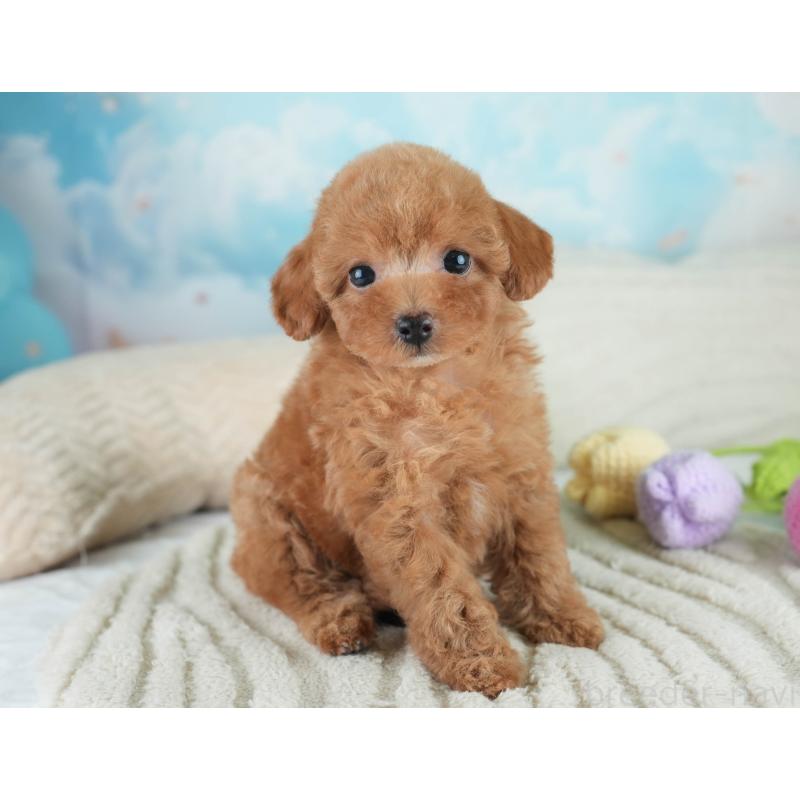 成約済の埼玉県のタイニープードル-406174の9枚目