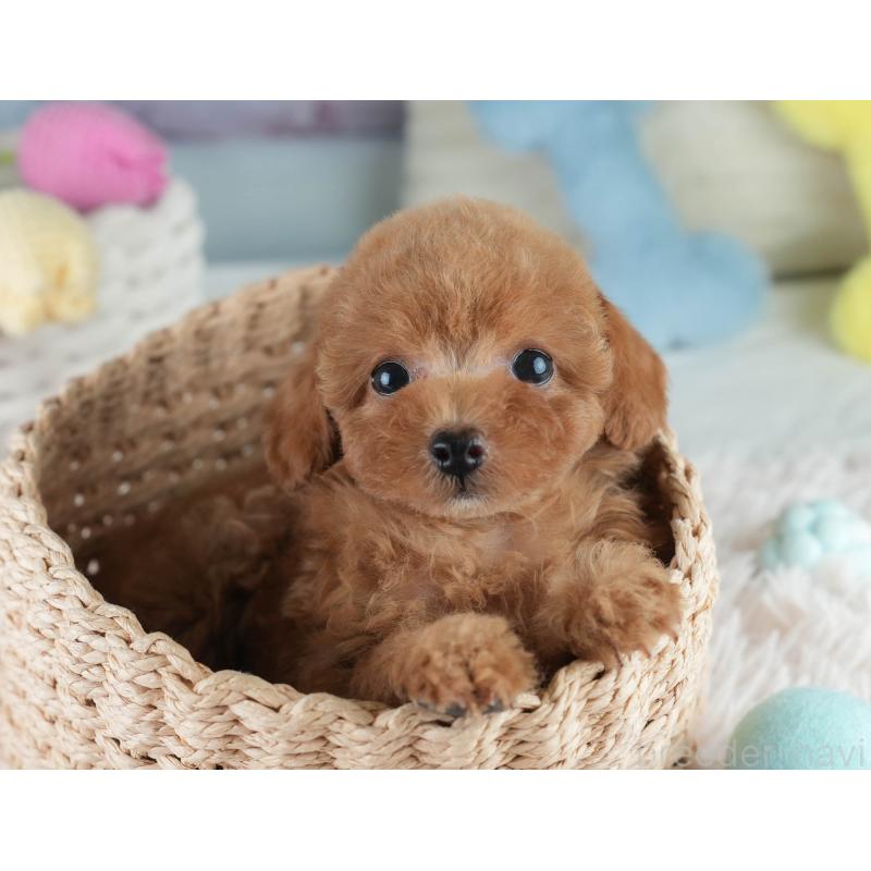 成約済の埼玉県のタイニープードル-406174の7枚目