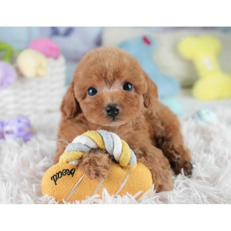 成約済の埼玉県のタイニープードル-406174の5枚目