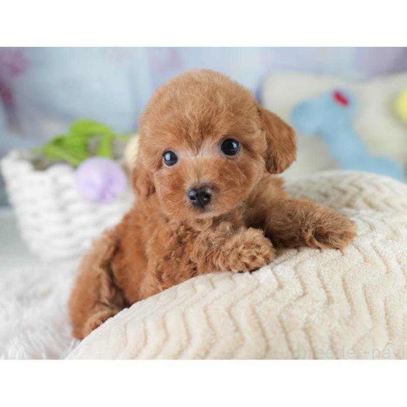 成約済の埼玉県のタイニープードル-406174の4枚目