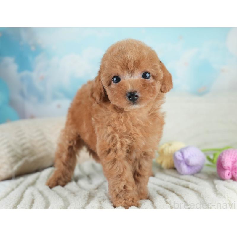 成約済の埼玉県のタイニープードル-406174の3枚目