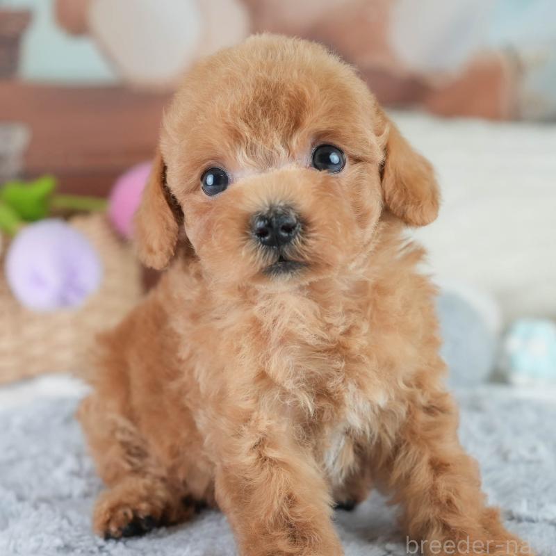 成約済の埼玉県のタイニープードル-406286の1枚目