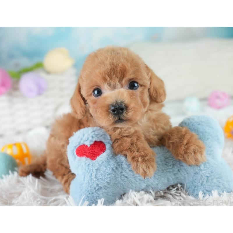 成約済の埼玉県のタイニープードル-406286の8枚目