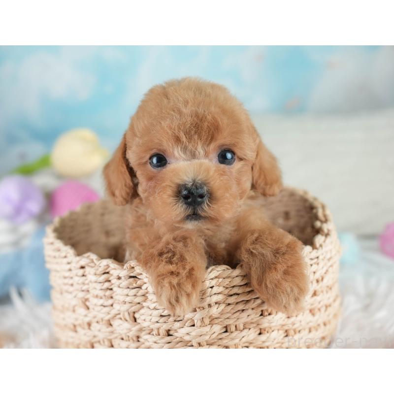 成約済の埼玉県のタイニープードル-406286の7枚目