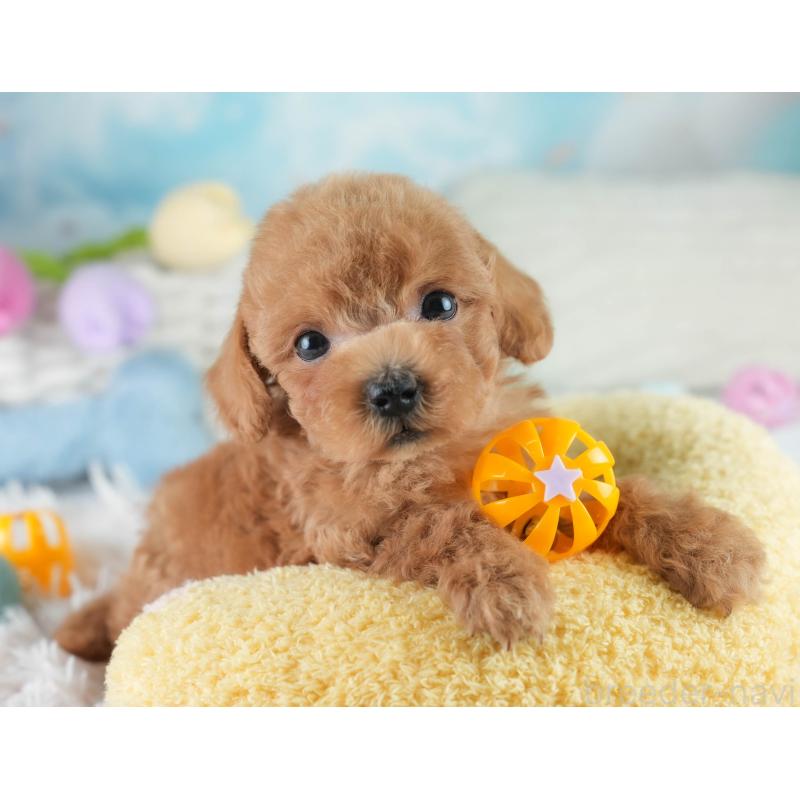 成約済の埼玉県のタイニープードル-406286の4枚目