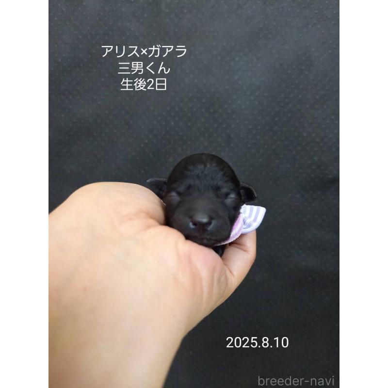 販売中の大阪府のタイニープードル-406012の6枚目