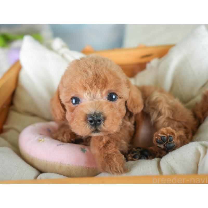 成約済の埼玉県のタイニープードル-406286の3枚目