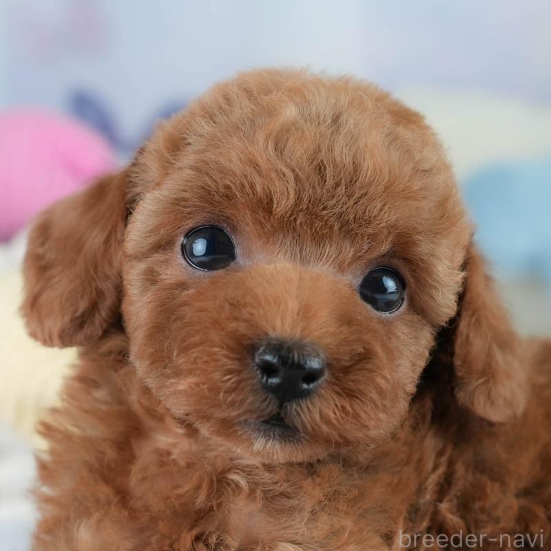 成約済の埼玉県のタイニープードル-406173の1枚目