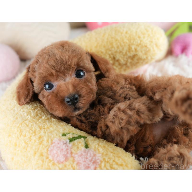 成約済の埼玉県のタイニープードル-406173の9枚目