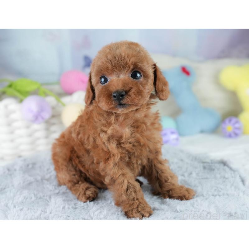 成約済の埼玉県のタイニープードル-406173の8枚目