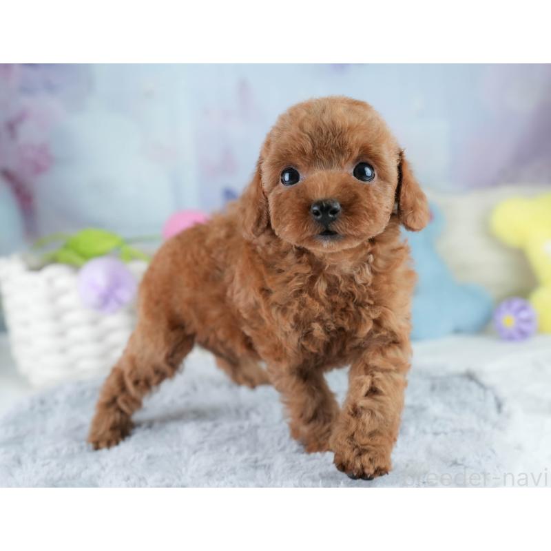 成約済の埼玉県のタイニープードル-406173の7枚目