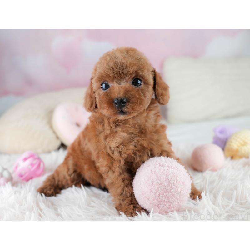 成約済の埼玉県のタイニープードル-406173の6枚目