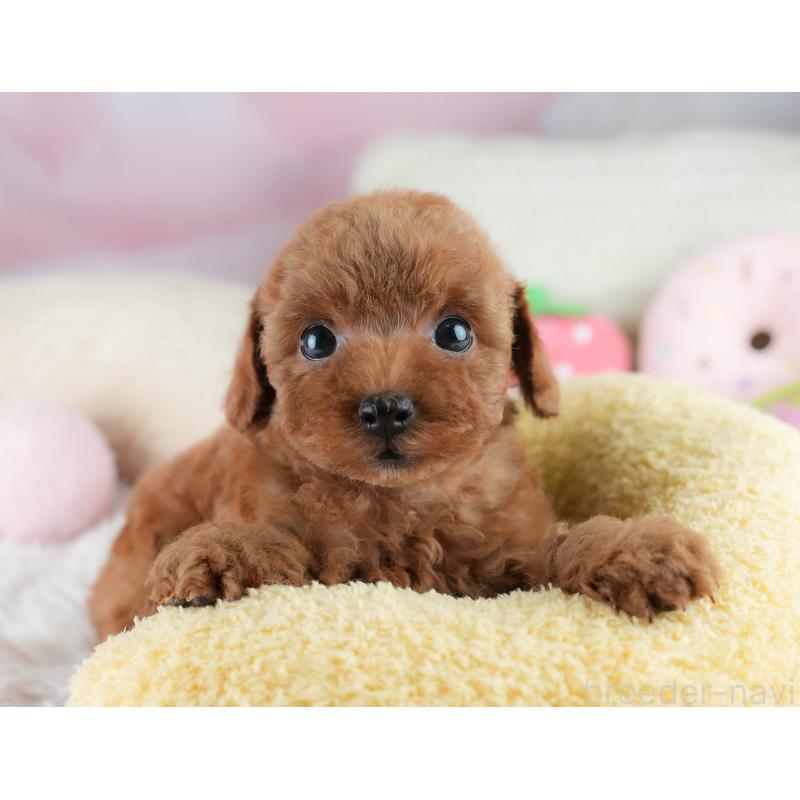 成約済の埼玉県のタイニープードル-406173の5枚目