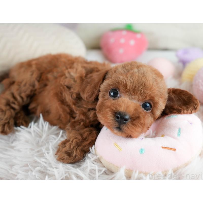 成約済の埼玉県のタイニープードル-406173の3枚目