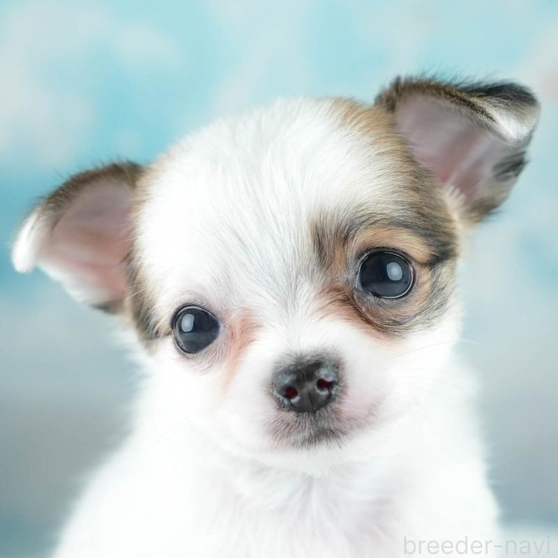 成約済の埼玉県のチワワ(ロングコート)-406288の1枚目