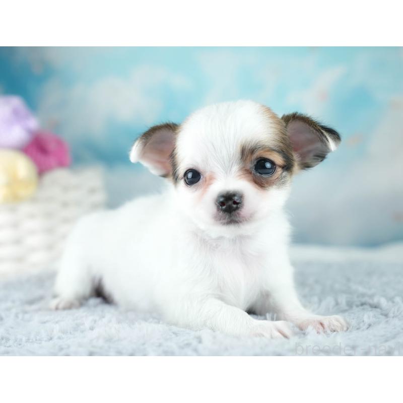 成約済の埼玉県のチワワ(ロングコート)-406288の9枚目