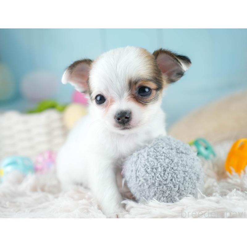 成約済の埼玉県のチワワ(ロングコート)-406288の8枚目