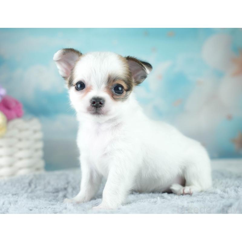 成約済の埼玉県のチワワ(ロングコート)-406288の7枚目