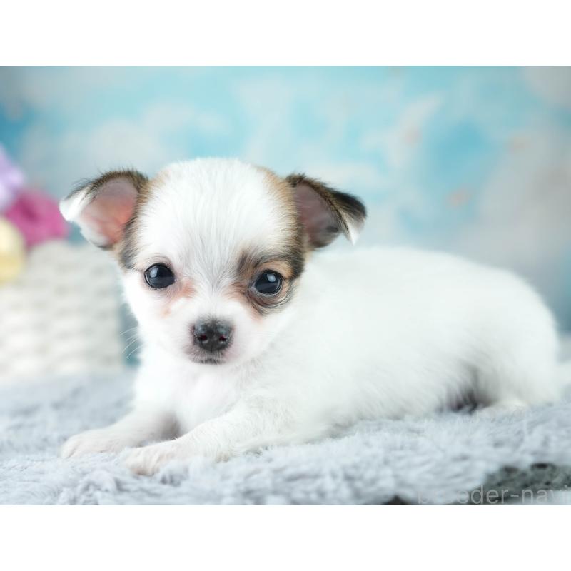 成約済の埼玉県のチワワ(ロングコート)-406288の6枚目