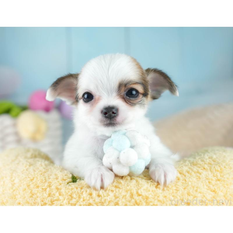 成約済の埼玉県のチワワ(ロングコート)-406288の5枚目