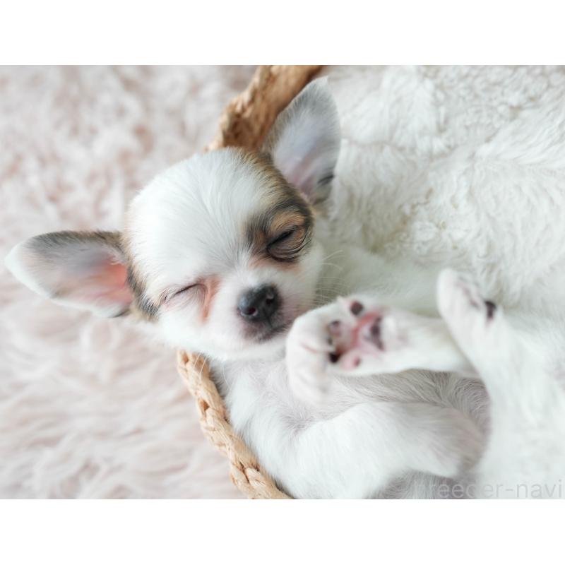 成約済の埼玉県のチワワ(ロングコート)-406288の4枚目