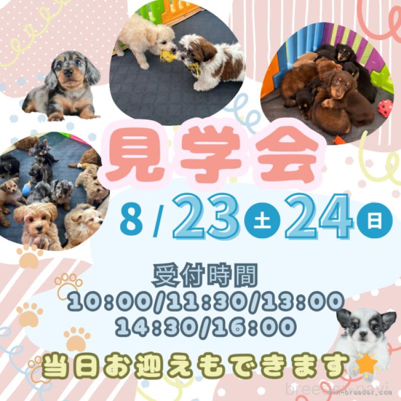 販売中の茨城県のミニチュアダックスフンド(ロングヘアード)-406044の9枚目