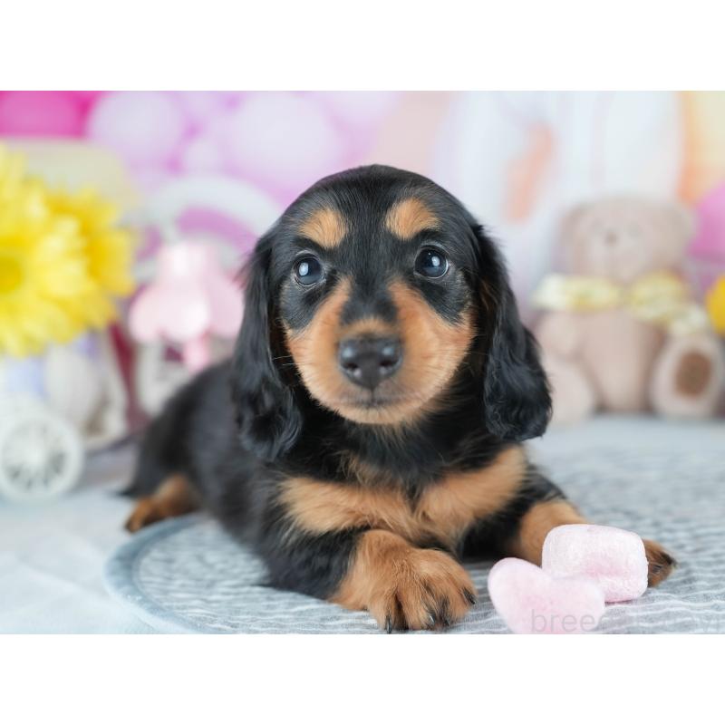 販売中の茨城県のミニチュアダックスフンド(ロングヘアード)-406051の6枚目