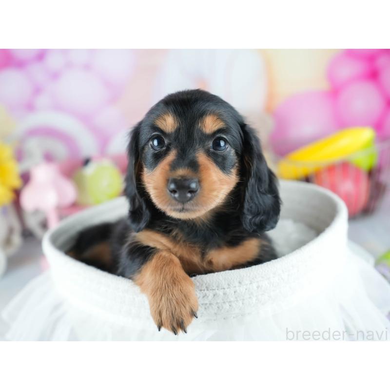 販売中の茨城県のミニチュアダックスフンド(ロングヘアード)-406051の3枚目