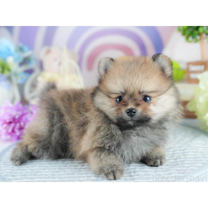 販売中の茨城県のポメラニアン-406050の5枚目