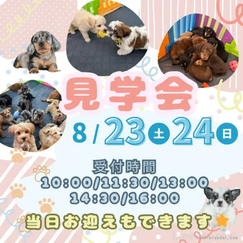 販売中の茨城県のポメラニアン-406049の9枚目