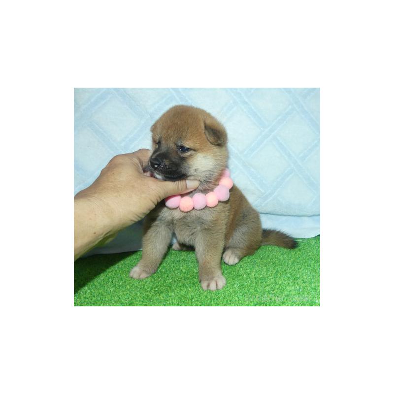 販売中の静岡県の柴犬-406030の5枚目