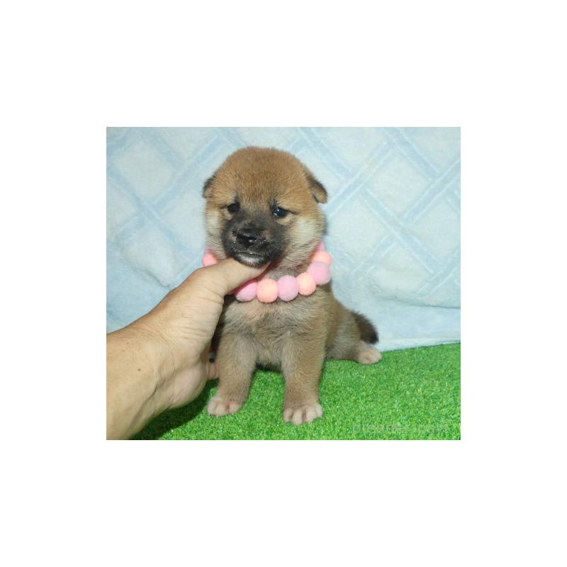 販売中の静岡県の柴犬-406030の4枚目
