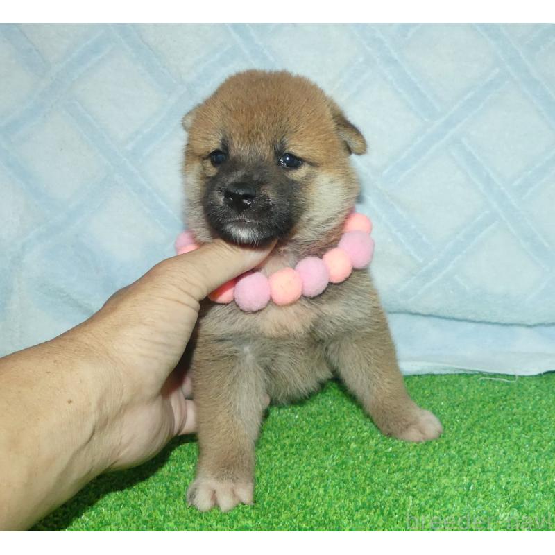販売中の静岡県の柴犬-406030の3枚目