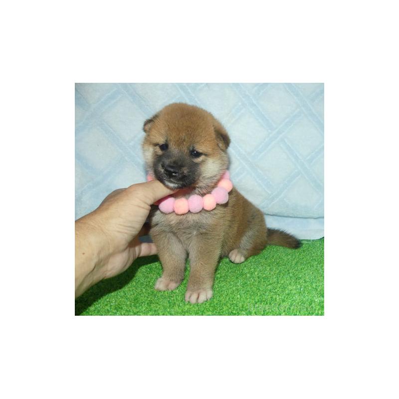 販売中の静岡県の柴犬-406030の2枚目