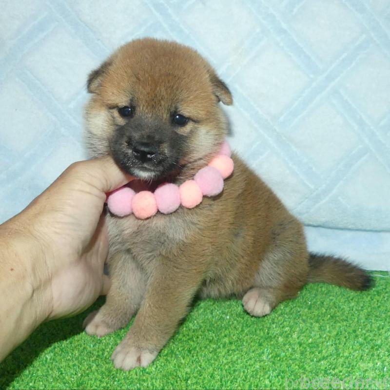販売中の静岡県の柴犬-406030の1枚目