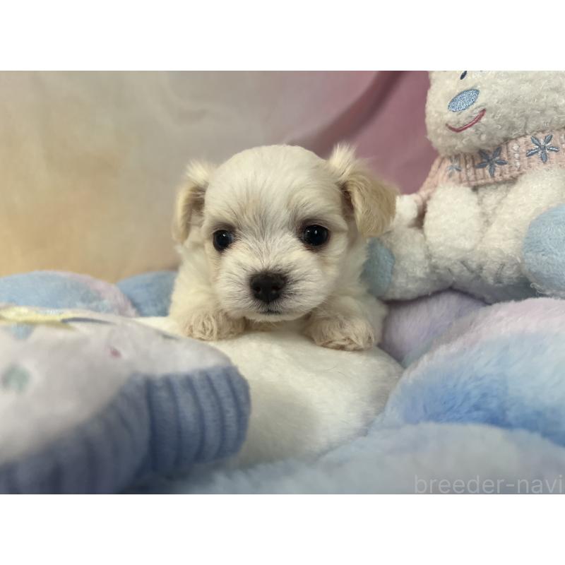 販売中の茨城県のチワマル:チワワ×マルチーズ-402707の3枚目