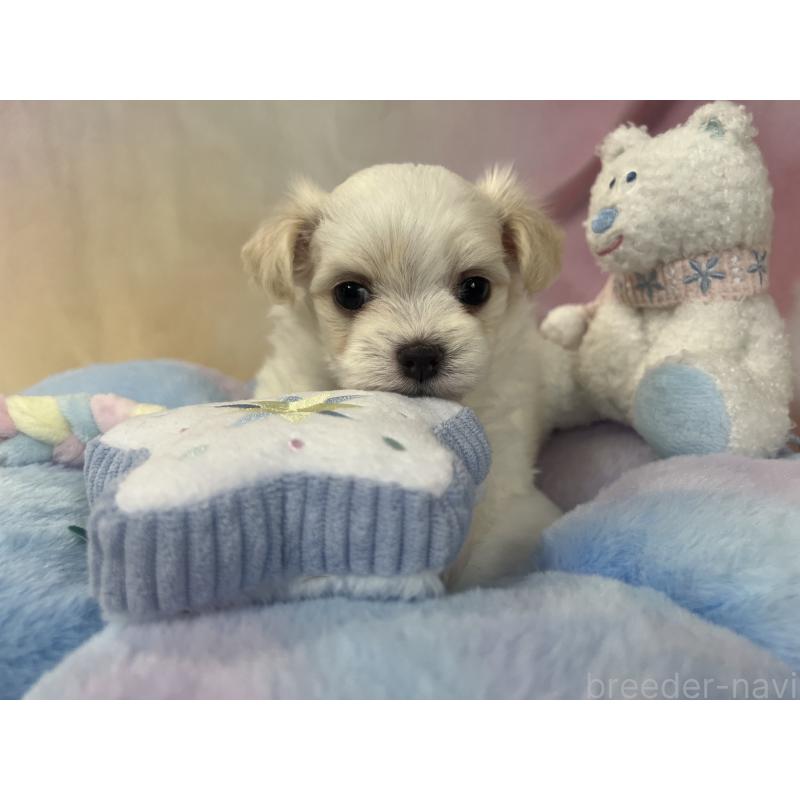 販売中の茨城県のチワマル:チワワ×マルチーズ-402707の2枚目