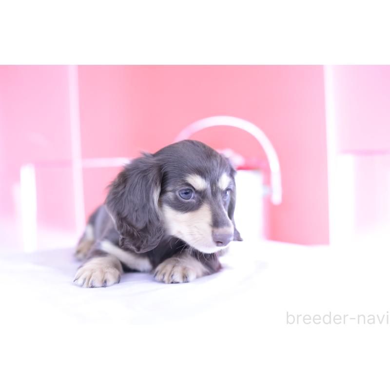 成約済の愛知県のミニチュアダックスフンド(ロングヘアード)-403511の15枚目