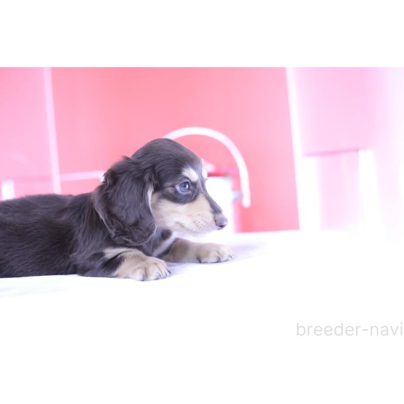 成約済の愛知県のミニチュアダックスフンド(ロングヘアード)-403511の12枚目