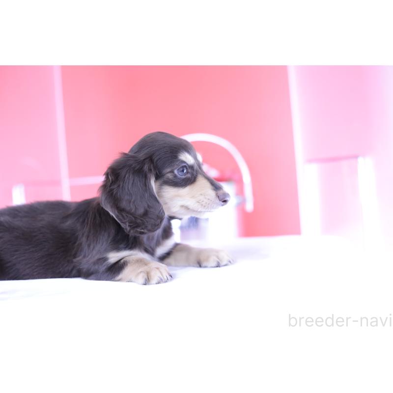 成約済の愛知県のミニチュアダックスフンド(ロングヘアード)-403511の11枚目