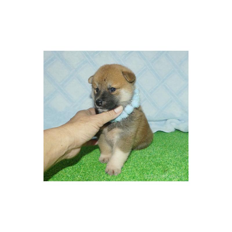 販売中の静岡県の柴犬-406031の5枚目