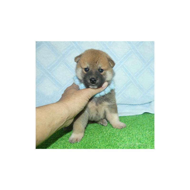 販売中の静岡県の柴犬-406031の3枚目