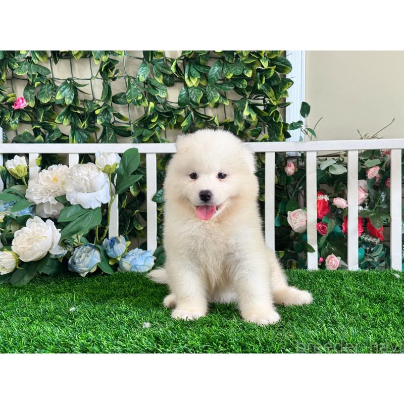 販売中の茨城県のサモエド-403618の2枚目