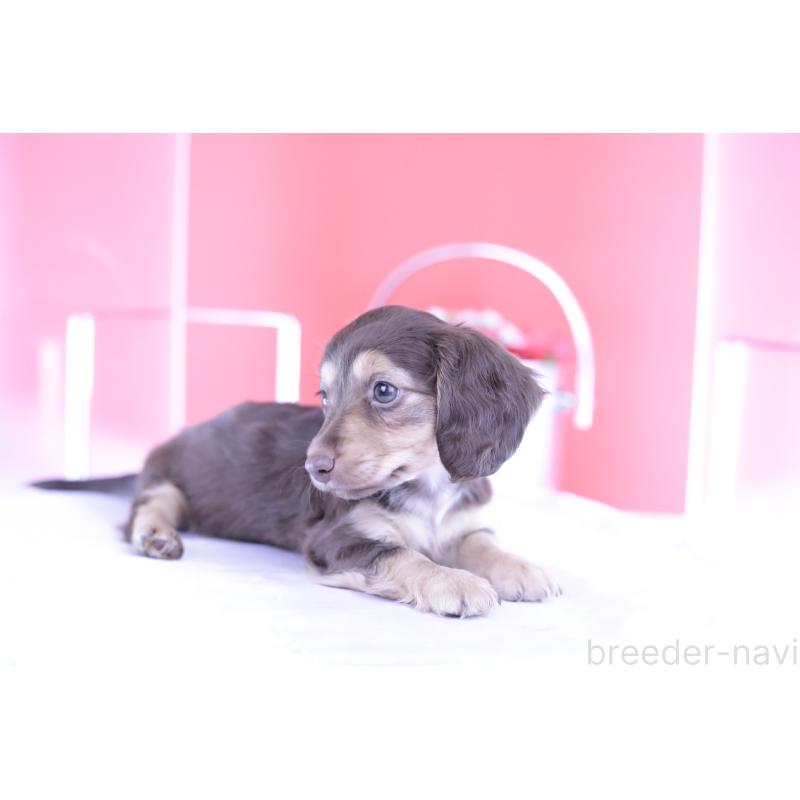 成約済の愛知県のミニチュアダックスフンド(ロングヘアード)-403514の13枚目